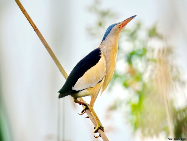 This bird is also known as Kaoriki, Common Little Bittern, and Little Bittern.