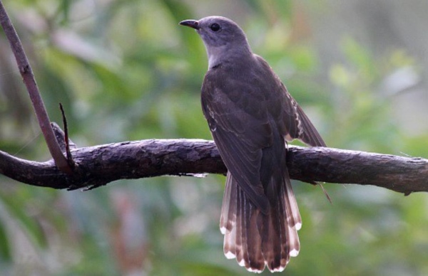 brush cuckoo call is a sequence of melodious whistles that are progressively lower in pitch and somewhat slurred.