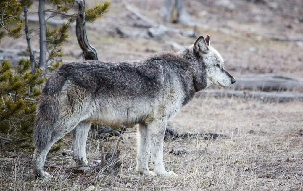 One of the most fascinating anecdotes about American animals is that of the gray wolf.