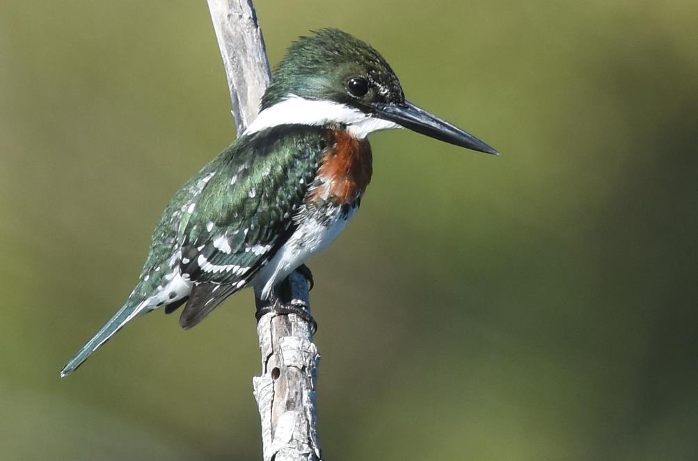 The green kingfisher is the smallest of the three species of North American kingfishers.