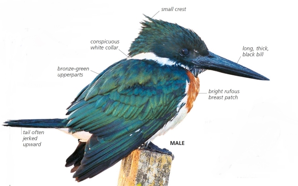 The green kingfisher is the smallest of the three species of North American kingfishers. Its noticeable white collar and relatively huge bill help to identify it.