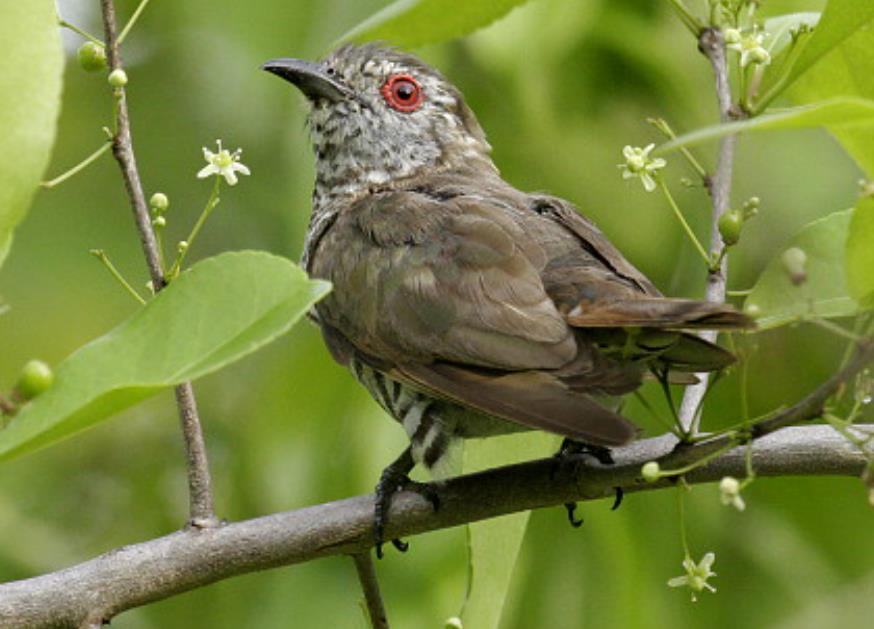 The male crown and back of the head are dark bronze-green; the mantle, shoulders, back, and rump are light to mid-bronze-brown to green, usually contrasting with the head.