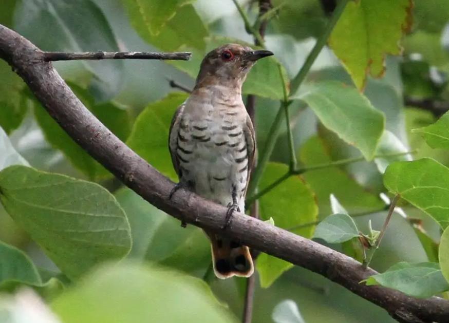 The little bronze cuckoo (Chrysococcyx minutillus) is a member of the cuckoo family Cuculidae in the genus Chrysococcyx.