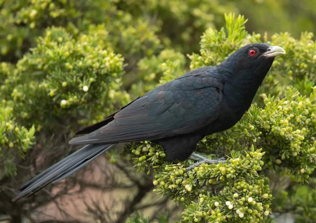 The Asian koel (Eudynamys scolopaceus) is a member of the cuckoo family Cuculiformes in the genus Eudynamys.