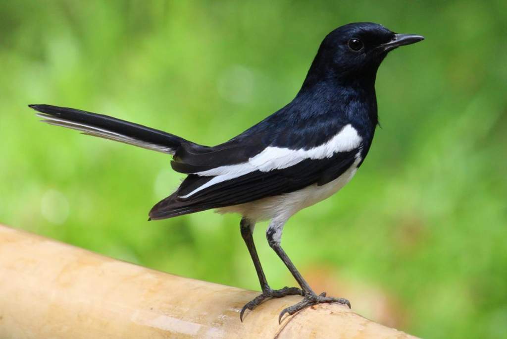 The Oriental Magpie Robin song is the most melodious note you will probably hear.