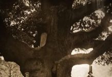 Major Oak: Large English oak (Quercus robur) Robin Hood’s Oak Sherwood Forest, England 1908.