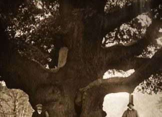 Major Oak: Large English oak (Quercus robur) Robin Hood’s Oak Sherwood Forest, England 1908.