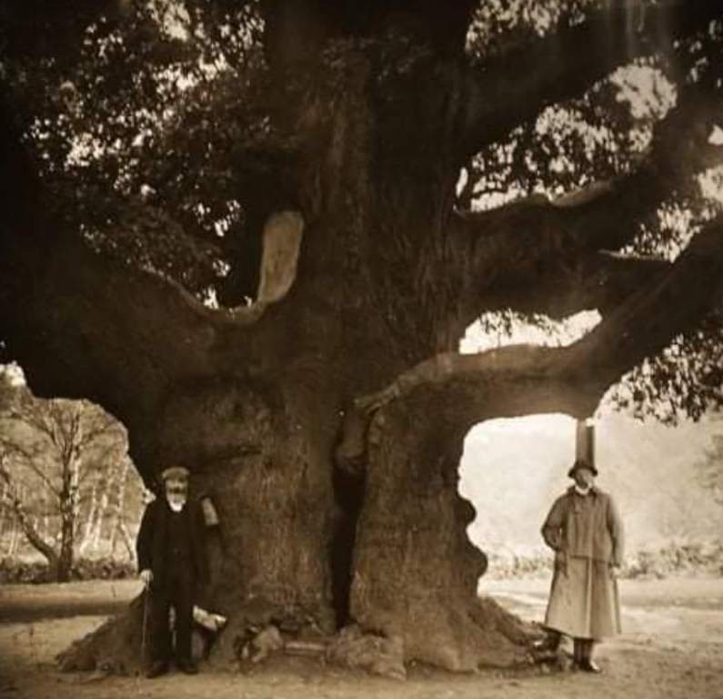 Robin Hood’s Oak Sherwood Forest, England 1908.