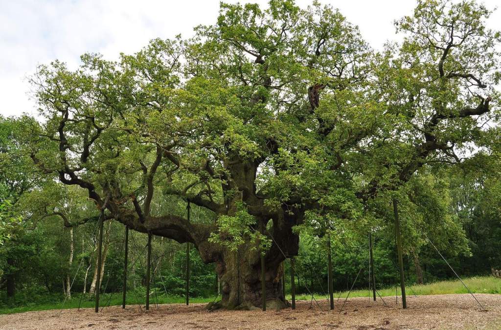 The Major Oak was named one of the Midlands' wonders in the 2005 television series Seven Natural Wonders.