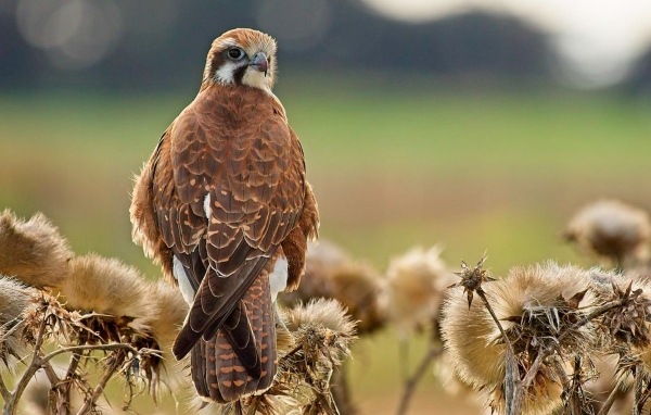 The Brown Falcon is usually seen alone or in pairs, but in the non-breeding season, several may be seen within sight of each other.