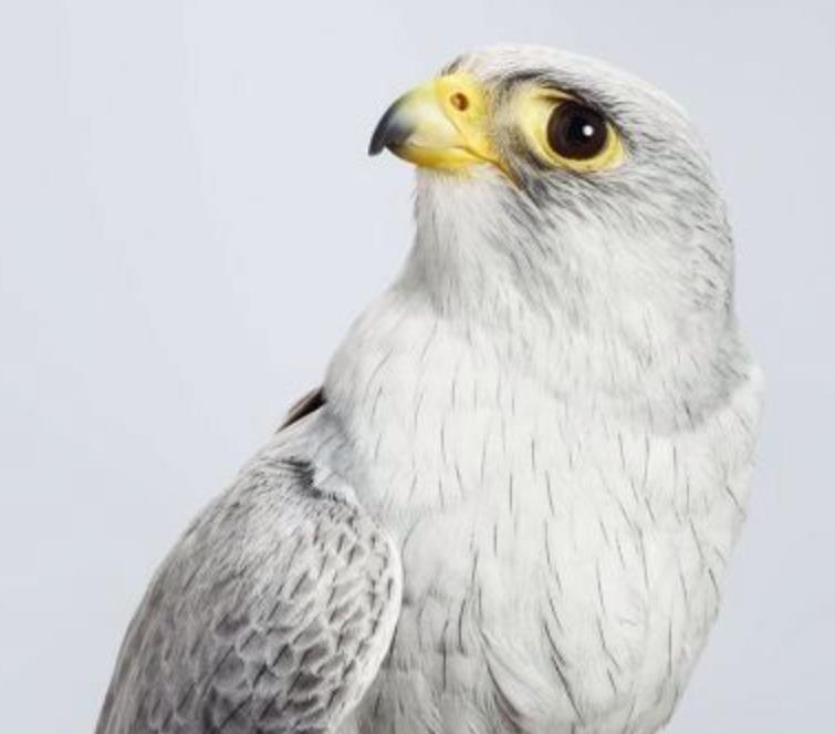 Grey falcon (Falco hypoleucos) is found on the timbered plains of the dry interior. It is one of Australia's rarest raptors.