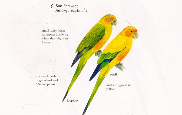 Sun parakeet (Aratinga solstitialis)