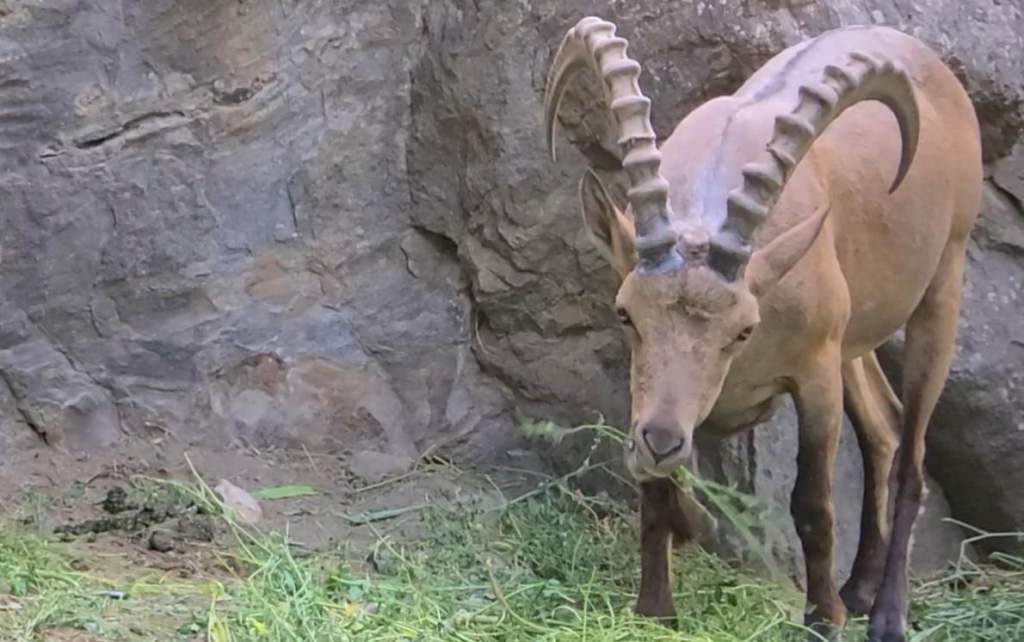 Markhor is a large wild capra (goat) species native to Central and South Asia, mainly within Pakistan, India, the Karakoram range, parts of Afghanistan, and the Himalayas.