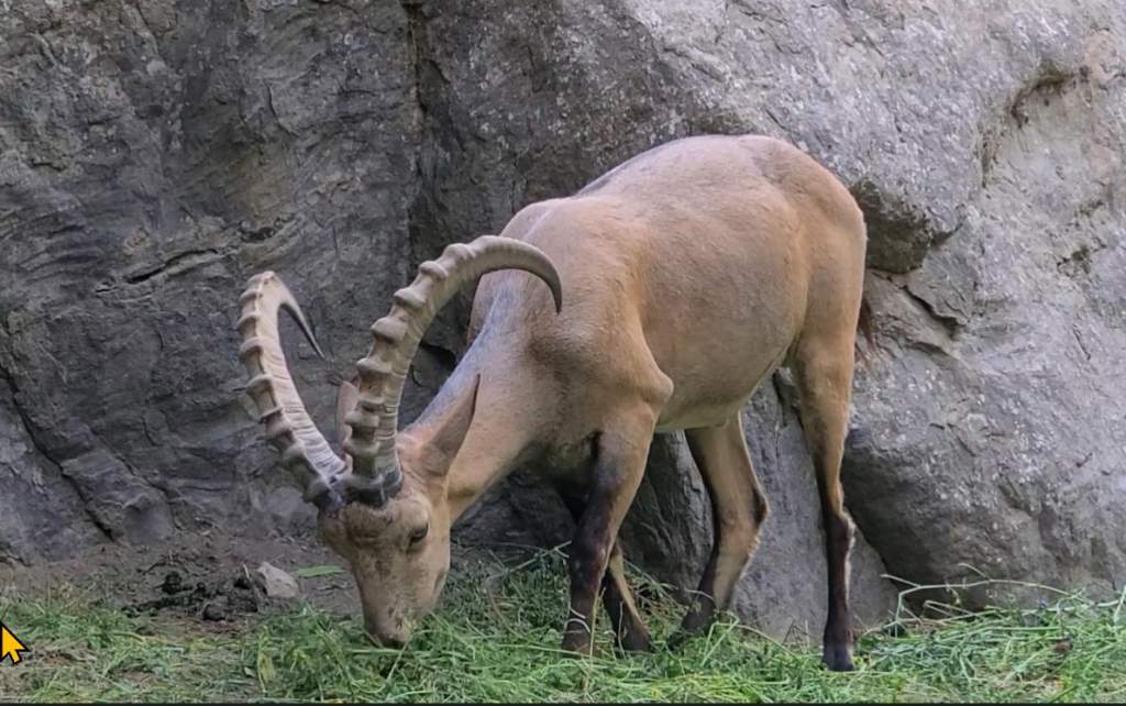 The markhor referred to "screw-horn" or screw-horned goat in English.