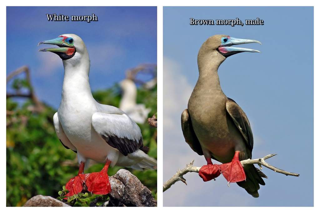 The red-footed booby (Sula sula) is a mixture of white, and brown. Its red or pink legs, however, are a reliable guide, and so is its sleek, long-tailed body.