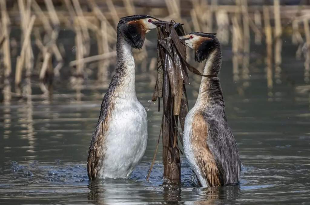 The great crested grebe (Podiceps cristatus) is an aquatic bird adept at diving and flying little, except when migrating. With paddle-shaped toes set far back on their bodies, they sit low in the water.