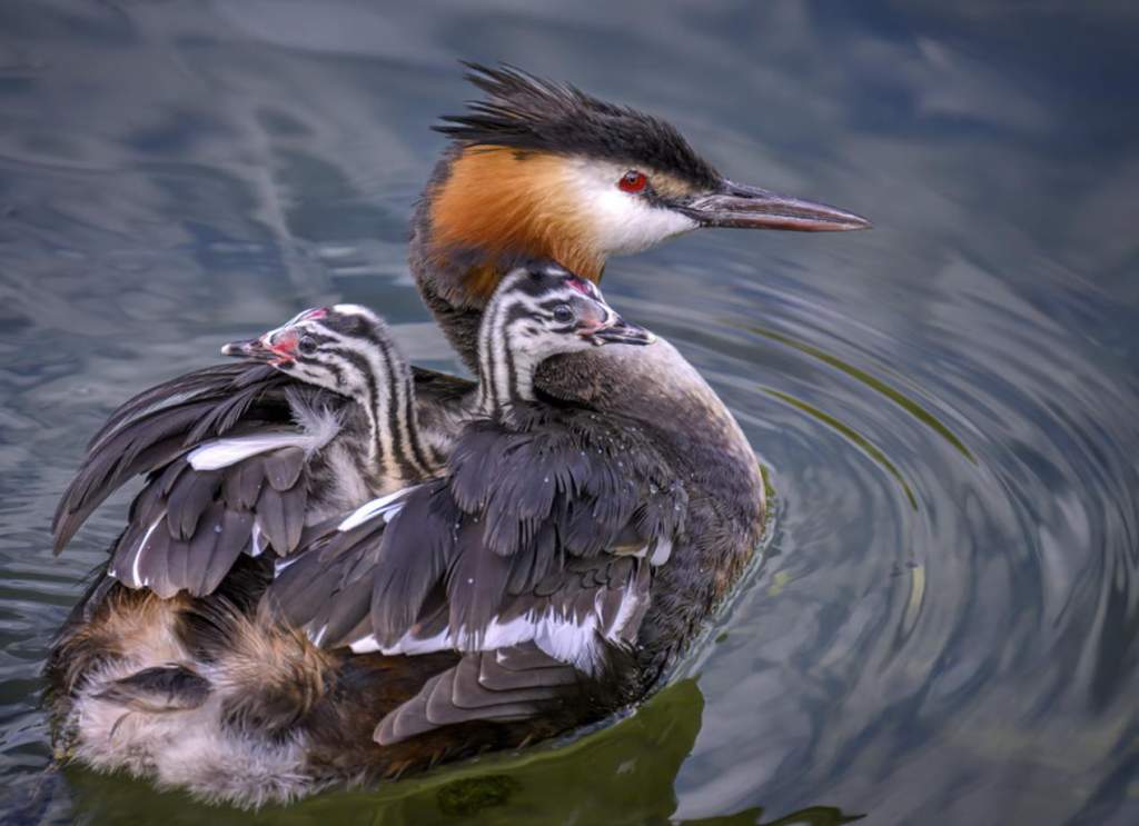 This bird is known as Crested Grebe, Tippet Grebe, Australasian crested grebe and, in the Māori language, pūteketeke