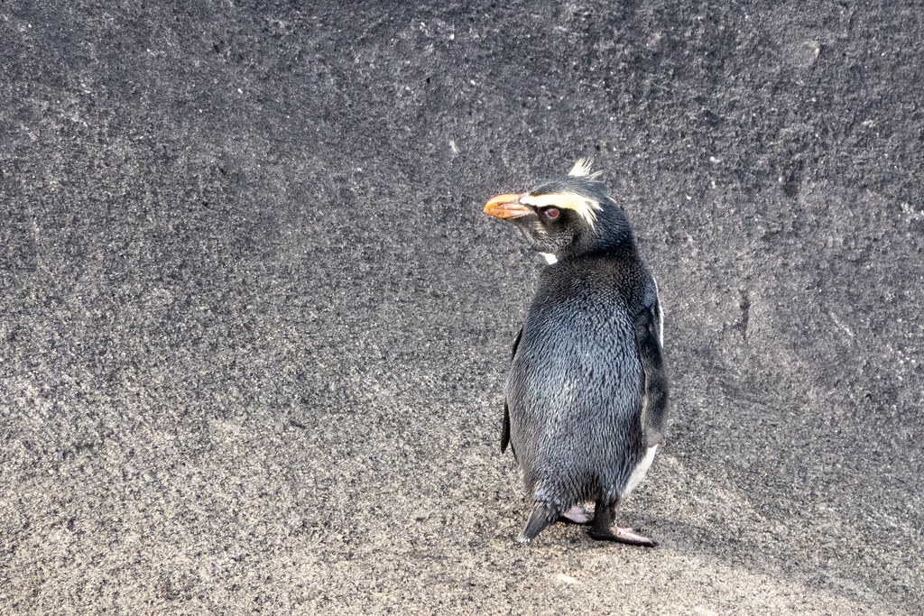 The Fiordland Penguin's head adornments most likely assist swimming birds in recognizing individuals of their species, as the head is typically the only part of the body visible above water.