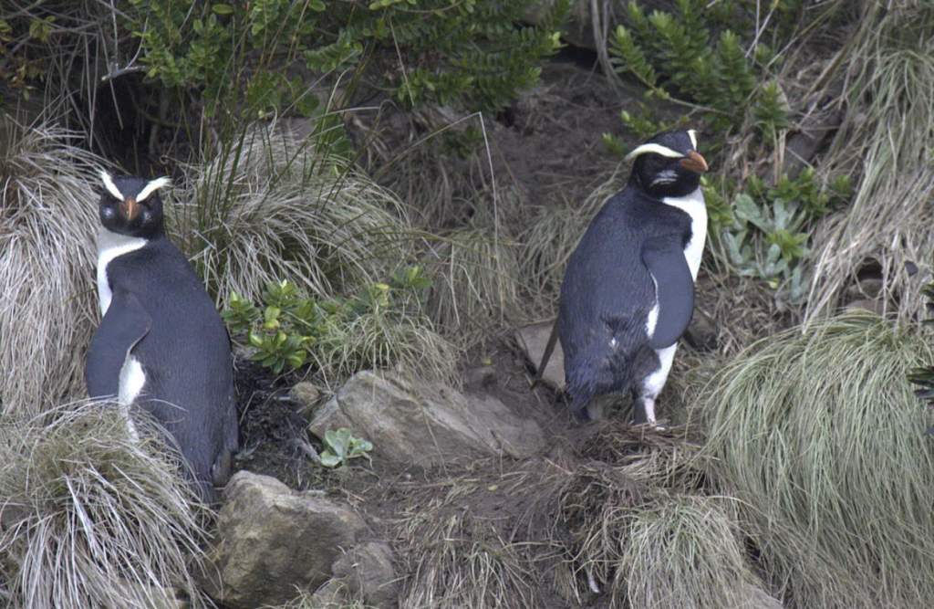 The direction of food-bearing waters, surface sea temperatures, and currents all likely influence the migration patterns of Fiordland Penguins.