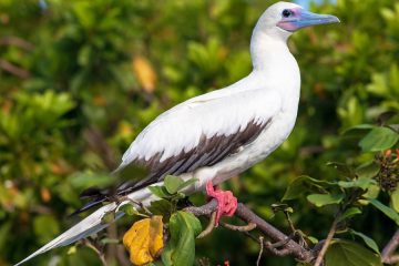 Red-footed boobie's diet mainly consists of fish and squid, including Gempylidae escolars and Exocoetidae flying fish, which may be caught while in the air.