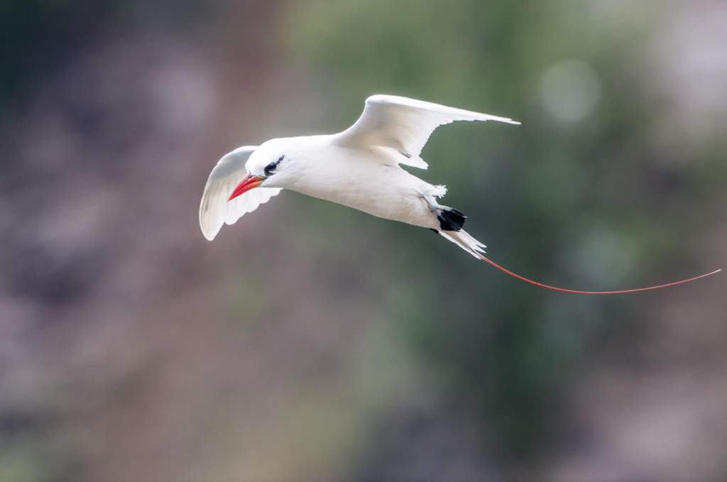 Red-tailed Bos'n-bird, and Silver Bosun-bird.