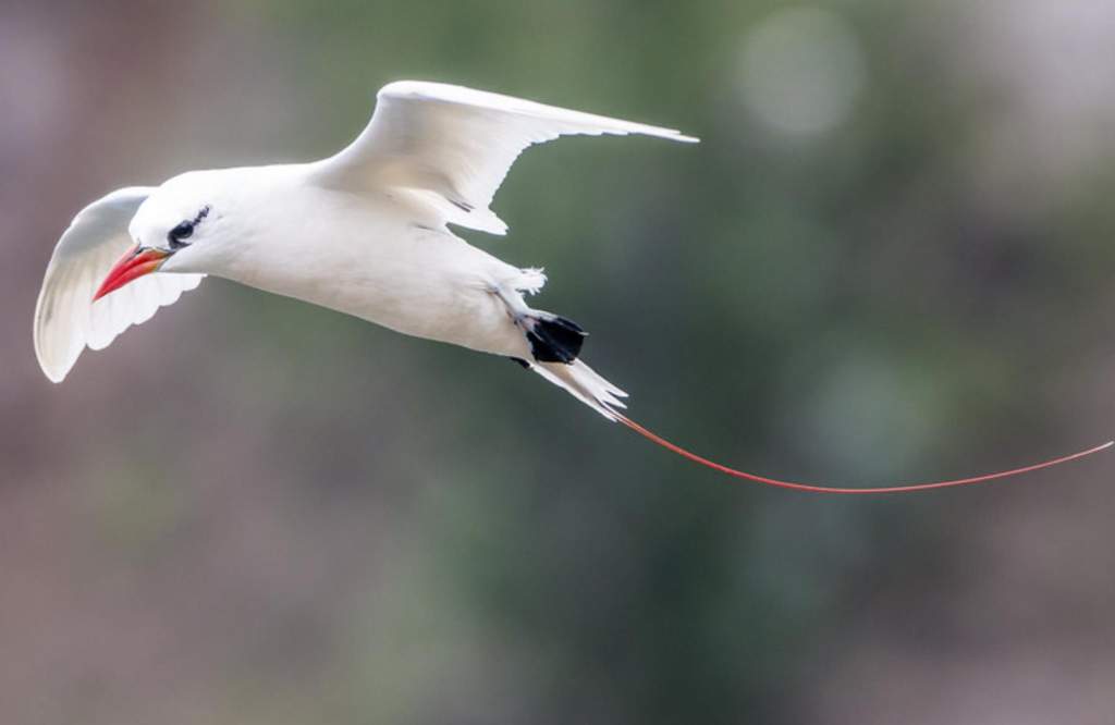 The red-tailed tropicbird (Phaethon rubricauda) is a stunning marvel of skies and belongs to the family Phaethontidae