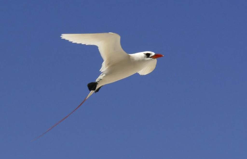 The red-tailed tropicbird is a lovely bird that lives in the Indo-Pacific tropical and subtropical seas, feeding on squid and fish.