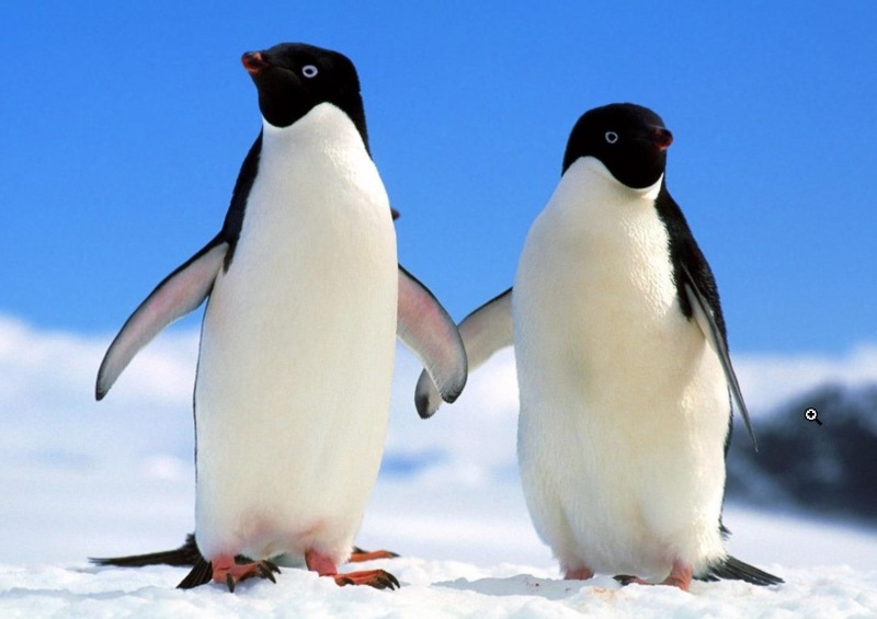 Adelie penguin colony perches on a steep hillside of Devil Island. That is highly recommended because of its mesmerizing view into the middle of the nesting groups and observing the activity.