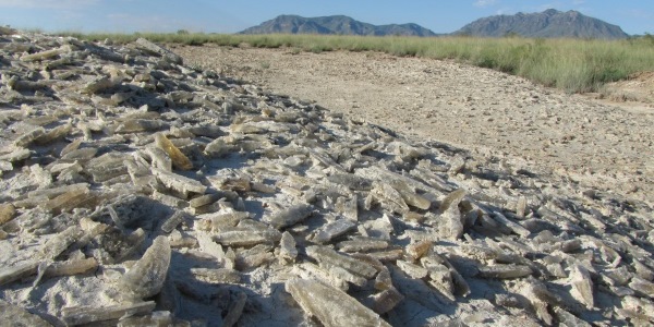 At the lake, selenite crystals range in size from tiny to one to two feet long on average.