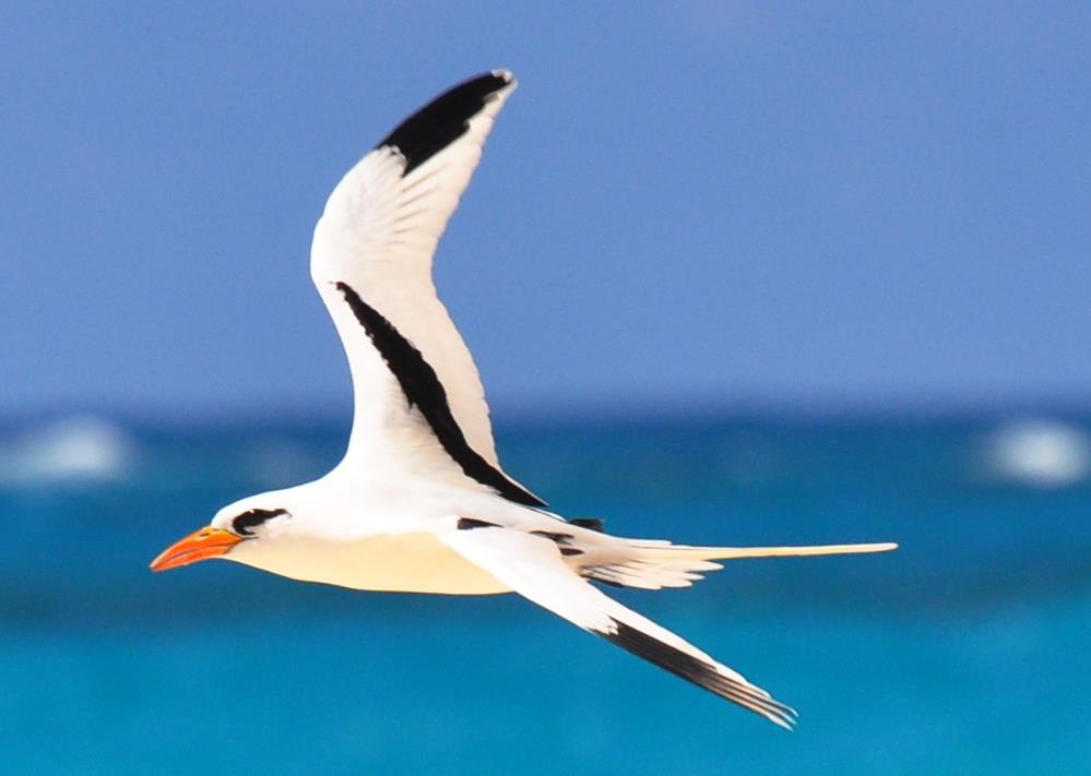 This bird is known as the Golden Bosun-bird and Yellow-billed Tropicbird.