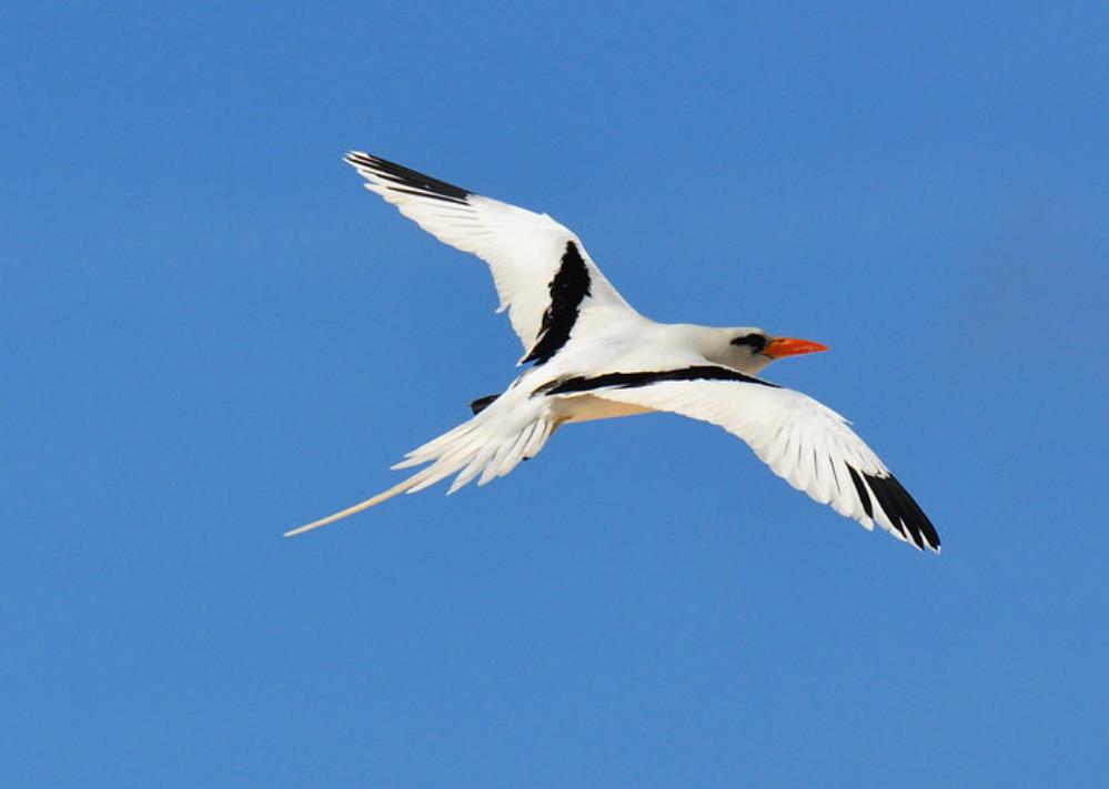 White-tailed Tropicbird: The smallest of the tropicbirds