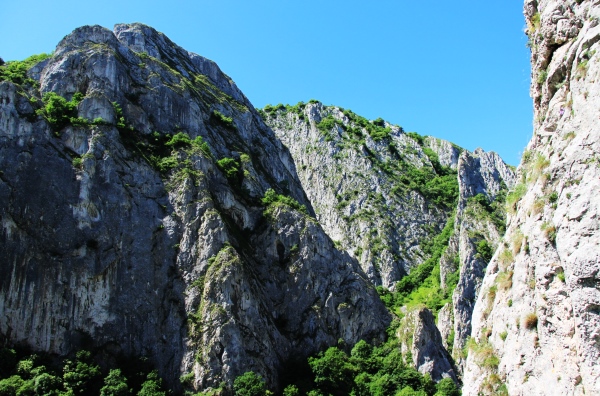 In the Turda Gorge, white carnation, motley tulip, and thymes are among the most prevalent plants.