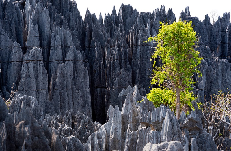 Tsingy de Bemaraha - The Forest of Knives