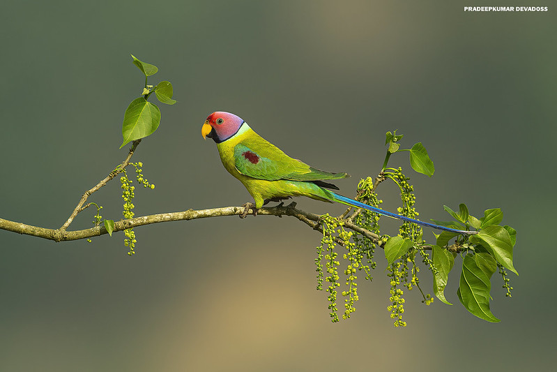 plum-headed parakeet voice