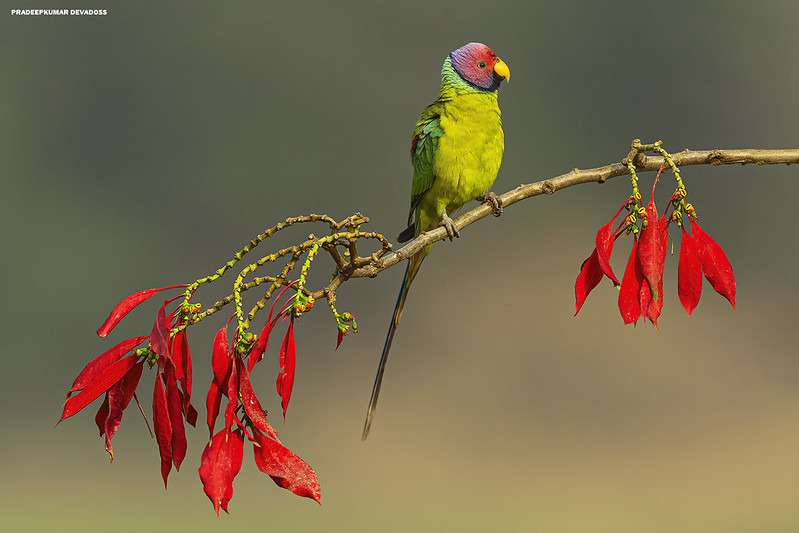 plum-headed parakeet voice