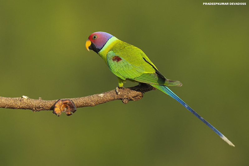 plum-headed parakeet voice