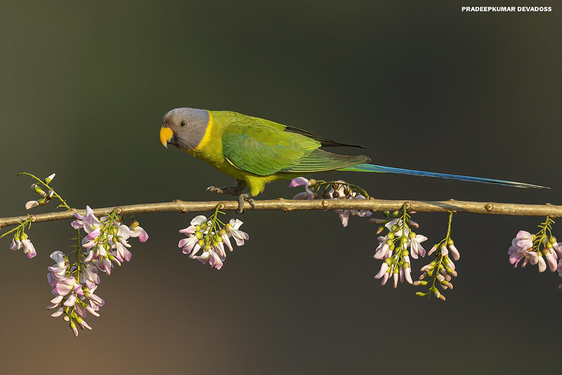 plum-headed parakeet voice