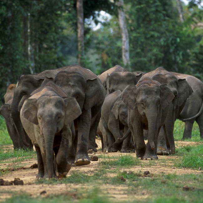 Pygmy elephants are native to Borneo and are primarily found in forests and floodplains on the northeastern part of the island.