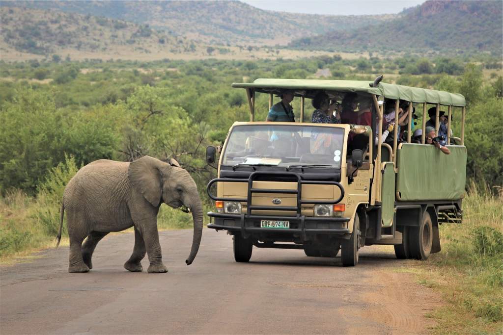 Top 5 Thrilling Destinations for Animal Encounters 