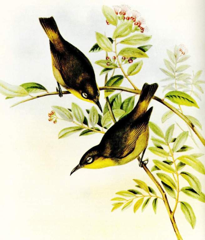 Lord Howe Island White-eye (Zosterops strenua)