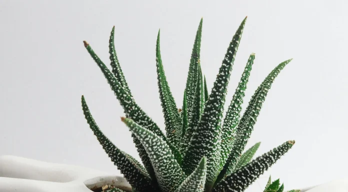 Best Low-Maintenance Plants for Apartments Best Low-Maintenance Plants for Apartments