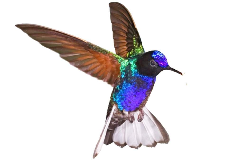 Dazzling Velvet-purple Coronet Nature’s Living Jewel