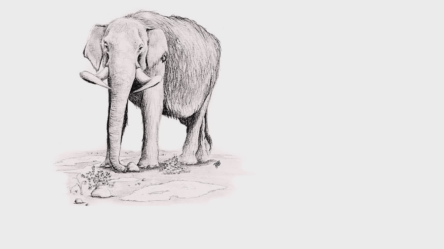 American mastodon
