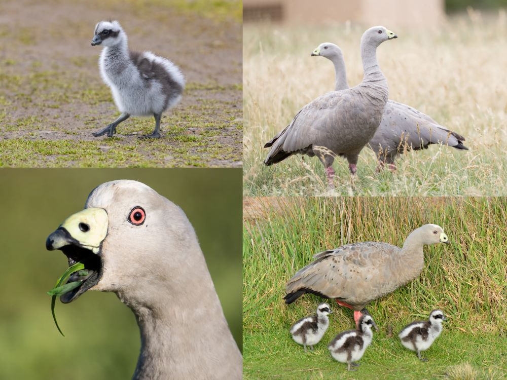 Cape Barren Goose