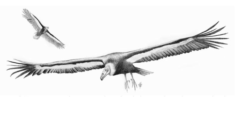 Merriam’s Teratorn Merriam’s Teratorn—Merriam’s teratorn was larger than the living condors, and its remains have beenfound throughout much of the United States.