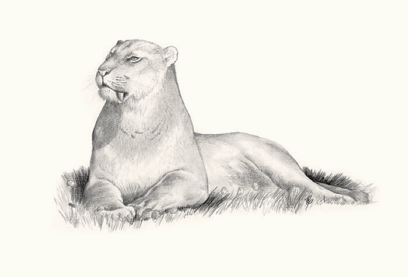 Scimitar Cat— Species of felines with large canine teeth