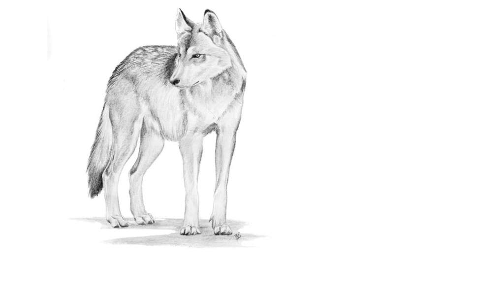 The dire wolf is an extinct species of canine that was native to the United States during the late Pleistocene and early Holocene epochs (120,000–10,000 years). The dire wolf is an extinct species of canine that was native to the United States during the late Pleistocene and early Holocene epochs (120,000–10,000 years).