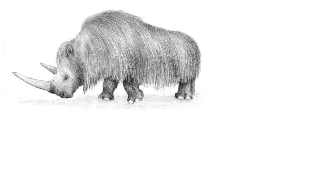 Woolly Rhinoceros Most Widespread Rhinoceros of All Time