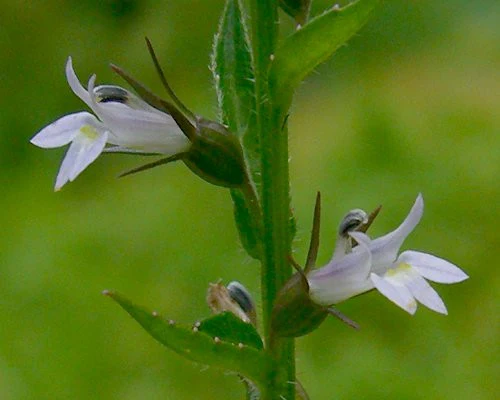 Lobelia inflata