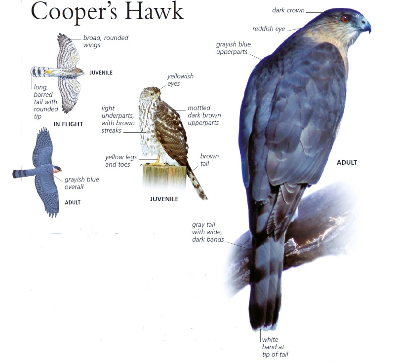 Cooper's Hawk Bird Facts